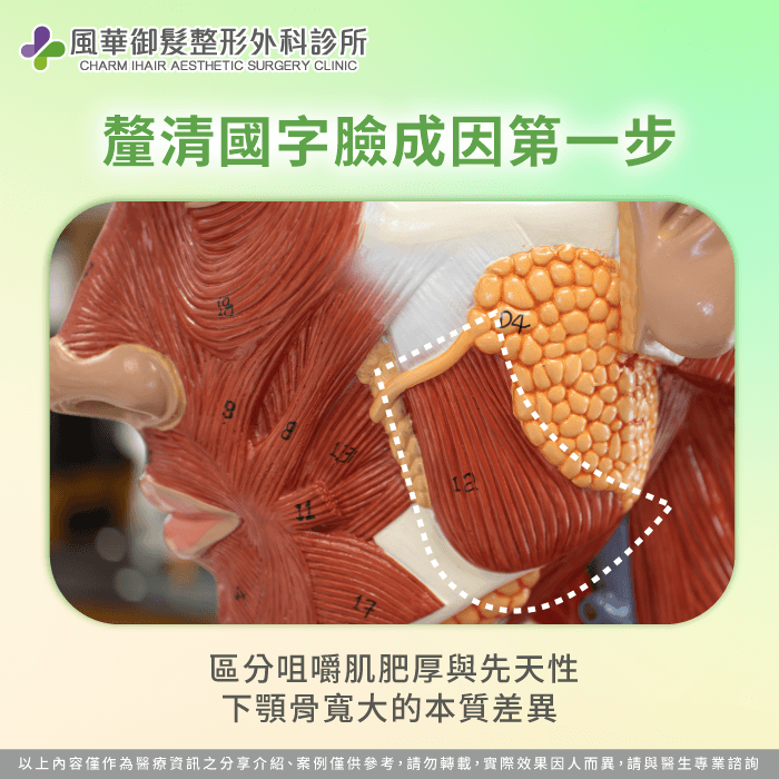 高品質外型管理服務專注於下顎角的形狀判斷與視覺比例優化 區分肌肉與骨骼型國字臉差異-國字臉怎麼改善